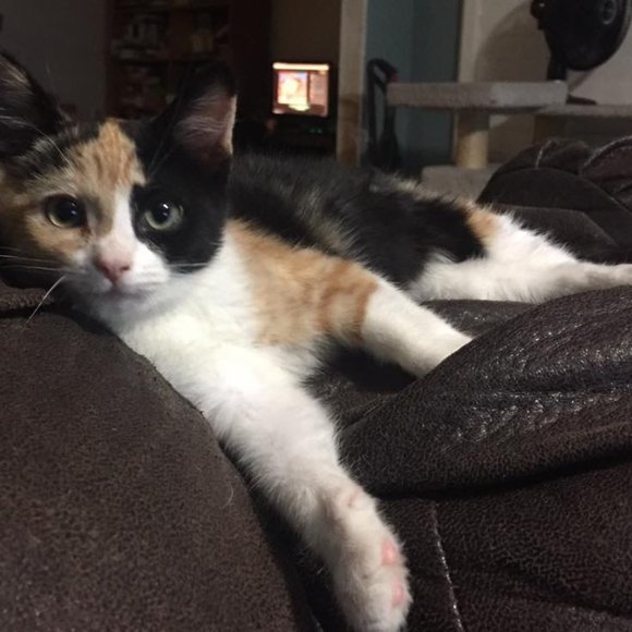 Meet your Posher, Lara - Picture 3 of 15